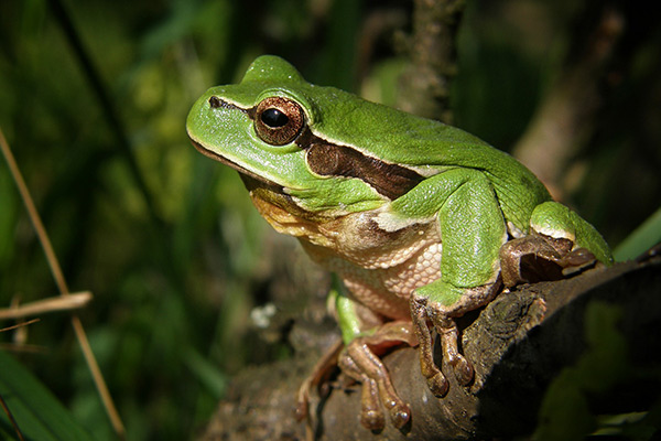 laubfrosch