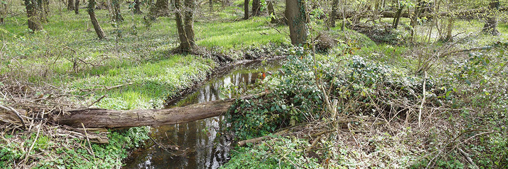 auewald essingholtbach